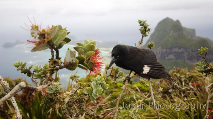 Lord Howe Island_20061211_037.jpg